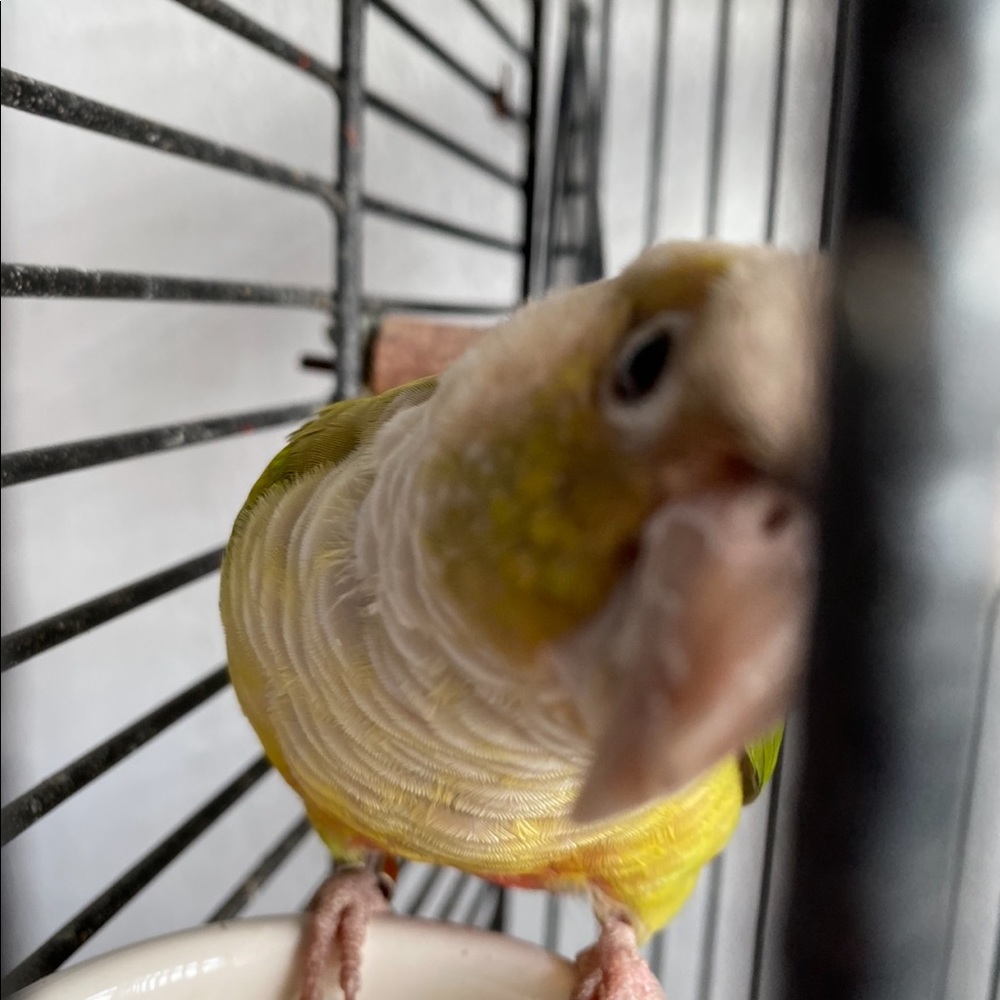 Meet your Posher, Vincent
